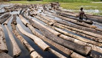 Setelah menebang pohon, Marigi menandai batangnya sebagai pesan bagi penebang lain bahwa tebangan itu adalah miliknya. Batang-batang pohon akan diangkut lewat anak sungai dan sungai besar ke pusat perdagangan Nigeria, Lagos.