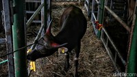 Selain dari NTT, sapi juga didatangkan melalui tol laut dari Bima NTB sebanyak 6.569 ekor dan melalui jalur bima - boyolali dan toll darat ke DKI sebanyak 3.895 ekor.