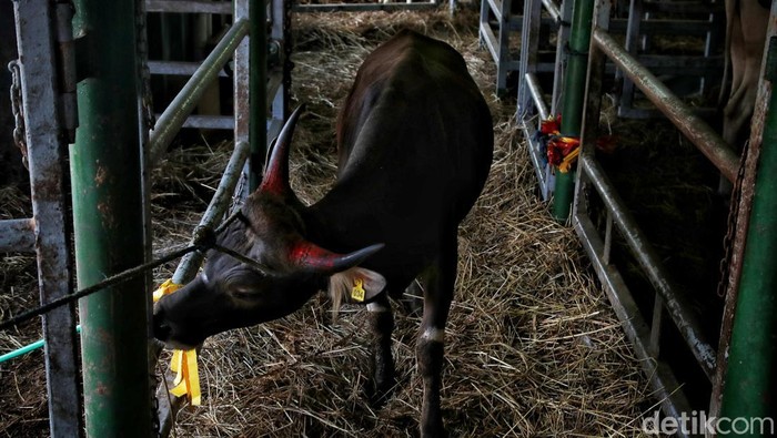 Ratusan Sapi untuk Idul Adha Mendarat di Priok Sebanyak 550 ekor sapi dari NTT tiba di Pelabuhan Tanjung Priok untuk didistribusikan ke wilayah Jabodetabek hari ini untuk kebutuhan Idul Adha.