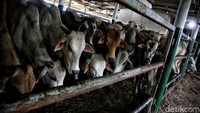 Sebanyak 550 ekor sapi dari NTT tiba di Pelabuhan Tanjung Priok untuk didistribusikan ke wilayah Jabodetabek hari ini untuk kebutuhan Idul Adha.