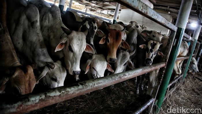 Ratusan Sapi untuk Idul Adha Mendarat di Priok Sebanyak 550 ekor sapi dari NTT tiba di Pelabuhan Tanjung Priok untuk didistribusikan ke wilayah Jabodetabek hari ini untuk kebutuhan Idul Adha.