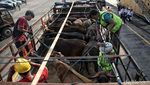Ratusan Sapi untuk Idul Adha Mendarat di Priok
