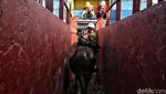 Ratusan Sapi untuk Idul Adha Mendarat di Priok