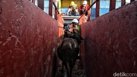 Hal tersebut Ia sampaikan saat menyaksikan langsung bongkar muat sapi lokal yang dikirim dari Nusa Tenggara Timur (NTT) untuk memenuhi kebutuhan hewan kurban bagi masyarakat wilayah Jabodetabek dan sekitarnya pada hari Jumat (10/06/2022) di Pelabuhan Tanjung Priok Jakarta.