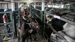 Ratusan Sapi untuk Idul Adha Mendarat di Priok