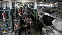 Mentan mengatakan sapi-sapi yang didatangkan adalah sapi yang berasal dari wilayah hijau atau bebas PMK. Kabupaten Kupang, NTT, merupakan wilayah zona hijau.