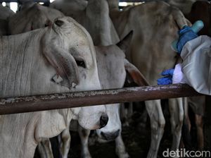 2 Ribuan Sapi di Rembang Positif PMK dalam 18 Hari