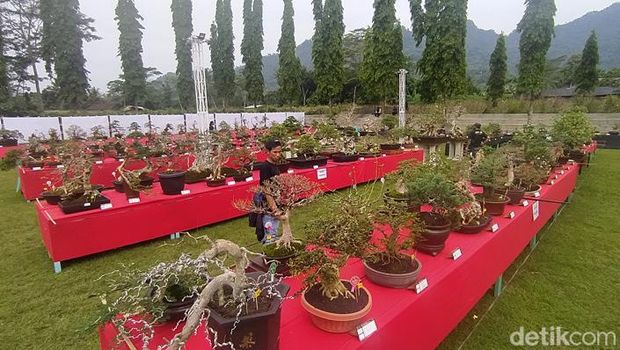 Suasana pameran dan kontes bonsai nasional di Lapangan Tuksongo, Kecamatan Borobudur, Kabupaten Magelang, Kamis (9/6/2022).