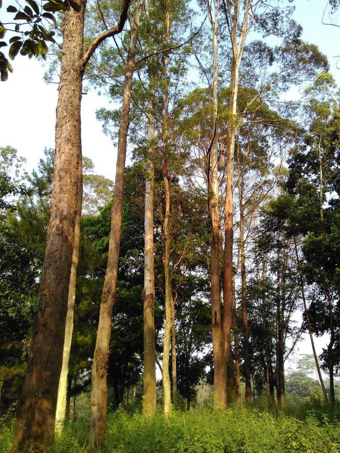 Daun Eucalyptus adalah jenis dedaunan yang dikenal sebagai bahan pembuatan minyak kayu putih. Daun ini juga memiliki banyak manfaat bagi kesehatan.