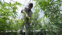 Langkah-langkah pelegalan ganja membuka jalan bagi penggunaan medis dan pribadi dari semua tanaman ganja, termasuk bunga dan bijinya. (Sakchai Lalit/AP)