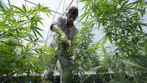 Langkah-langkah pelegalan ganja membuka jalan bagi penggunaan medis dan pribadi dari semua tanaman ganja, termasuk bunga dan bijinya. (Sakchai Lalit/AP) Langkah-langkah pelegalan ganja membuka jalan bagi penggunaan medis dan pribadi dari semua tanaman ganja, termasuk bunga dan bijinya. (Sakchai Lalit/AP)