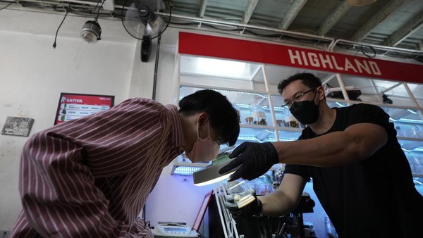 Pelanggan tengah melihat sampel ganja sebelum membelinya di Highland Cafe, Bangkok, Thailand pada 9 Juni 2022. (Sakchai Lalit/AP)