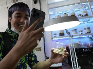 Warga Thailand Rayakan Ganja Legal di Kafe, Penasaran Seenak Apa
