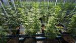 Sorak Sorai Warga Thailand Antre Beli Ganja