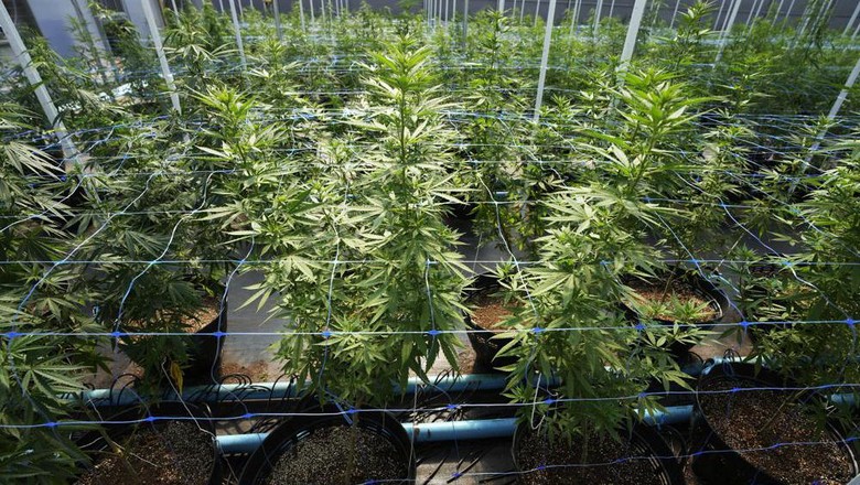 Thailand Legalkan Ganja, tapi Tak Anjurkan Rokok Thailand Legalkan Ganja, tapi Tak Anjurkan Rokok