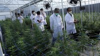 Kebijakan pelegalan ganja di Thailand membuat negara tersebut jadi negara pertama di Asia yang mendeskriminalisasi ganja untuk medis dan industri. Food and Drug Administration menghapus semua tanaman dari kategori obat-obatan narkotika. (Sakchai Lalit/AP)