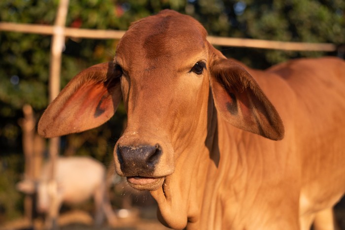 Waspada Virus PMK! Ini 4 Tips Mengolah Daging Sapi dari Pasar