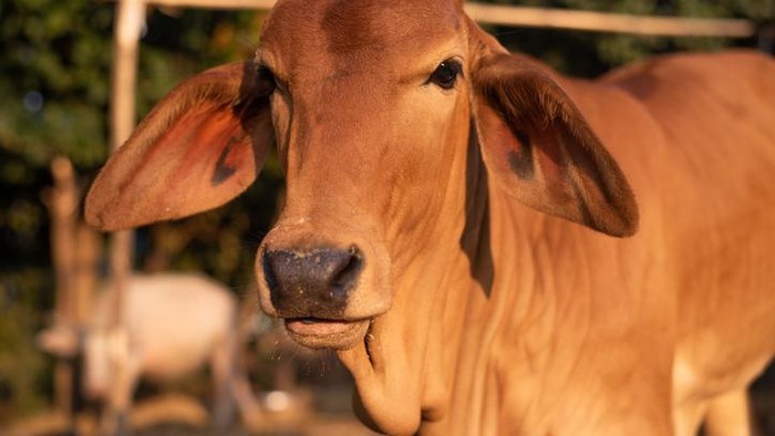 Waspada Virus PMK! Ini 4 Tips Mengolah Daging Sapi dari Pasar
