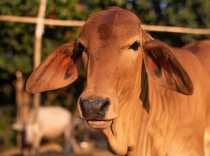Waspada Virus PMK! Ini 4 Tips Mengolah Daging Sapi dari Pasar