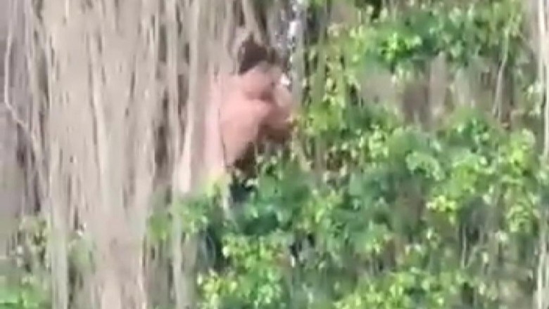 Bule yang memanjat pohon Beringin di pura yang ada di Desa Abiantuwung, Kecamatan Kediri, pada Sabtu (11/6/2022). Bule yang memanjat pohon beringin di pura yang ada di Desa Abiantuwung, Kecamatan Kediri, pada Sabtu (11/6/2022).