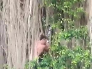 Bule Bikin Resah Panjat Pohon Keramat Bali