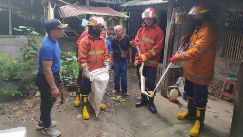 Petugas Damkartan Karangasem saat mengevakuasi ular masuk kandang warga