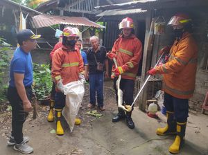 Heboh, Ular Piton 2,5 Meter Masuk Kandang Burung Warga di Karangasem