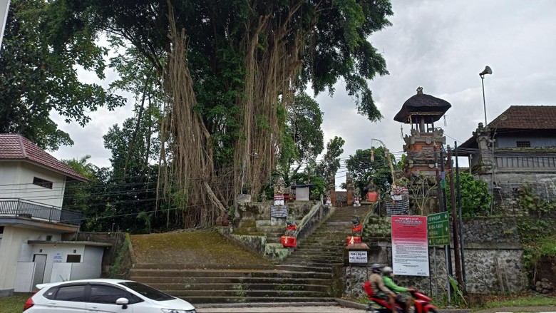 Pohon Beringin di Pura Dalem dan Pura Prajapati Desa  Adat Kelaci Kelod, Desa Abiantuwung, Kecamatan Kediri, yang dipanjat bule pada Sabtu (11/6/2022).