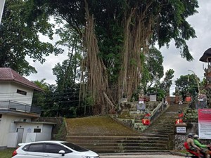 Ada Lagi Bule Berulah di Bali, Kini Panjat Pohon di Kawasan Pura