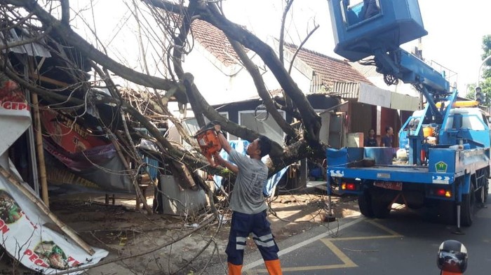 Pohon Tumbang di Jalan Raya Kepuh Kota Malang, Lalin Terganggu