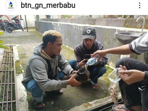 Warga Temukan Elang Bido Terluka di Lereng Merbabu Magelang