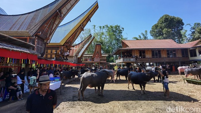 Kerbau yang akan disembelih untuk ritual adat Rambu Solo.