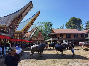Tak Ada Babi di Ritual Rambu Solo Warga Muslim Toraja, Kerbau-Kuda Disembelih