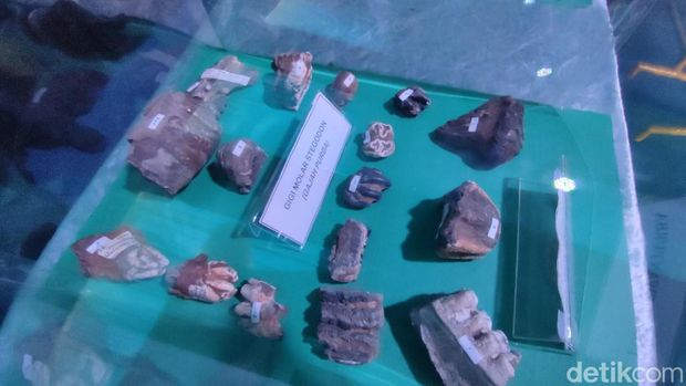 Koleksi berbagai fosil hewan purba dan peninggalan manusia purba ditampilkan di Museum Tambaksari dan SMPN 1 Tambaksari.