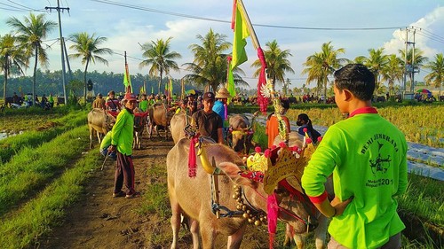 Latihan Makepung Sirkuit Sanghyang Cerik, Desa Tuwed, Kecamatan Melaya, Jembrana, Minggu (12/6/2022)