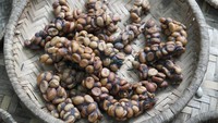 Kopi Luwak dari Irian Jaya, Indonesia ternyata juga tercatat sebagai kopi termahal di dunia yang pernah ada. Hal ini lataran 450 gram kopi luwak dibanderol Rp 4,3 juta. Foto: Guinness Book of World Record