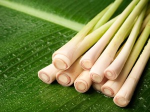 Senyawa Tanaman Serai Bisa untuk Obat Anti Rhinitis Alergi