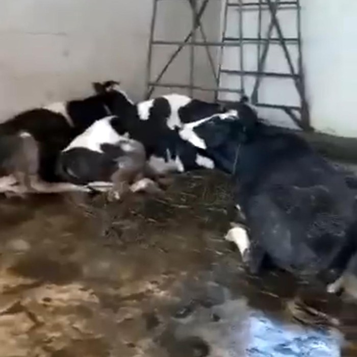 viral sapi bergelempangan di rph surabaya