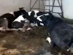 Viral Puluhan Sapi Jatuh Bergelimpangan di RPH Pegirian Surabaya, Kena PMK?