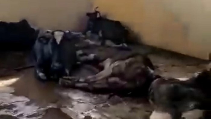 viral sapi bergelempangan di rph surabaya