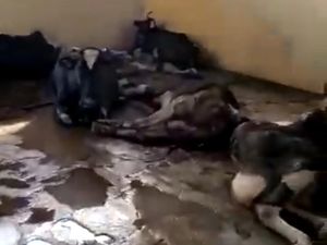 Dirut RPH Surabaya Sebut yang Viral Bergelimpangan Sapi Perah Tua Tak Produktif