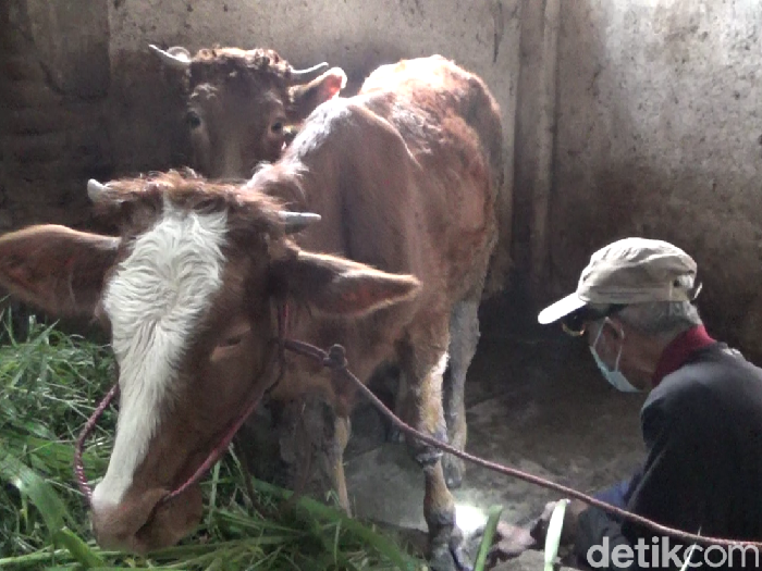 penyakit mulut dan kuku