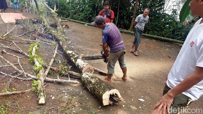 Warga Cikakak, Kabupaten Sukabumi menebang pohon cengkih