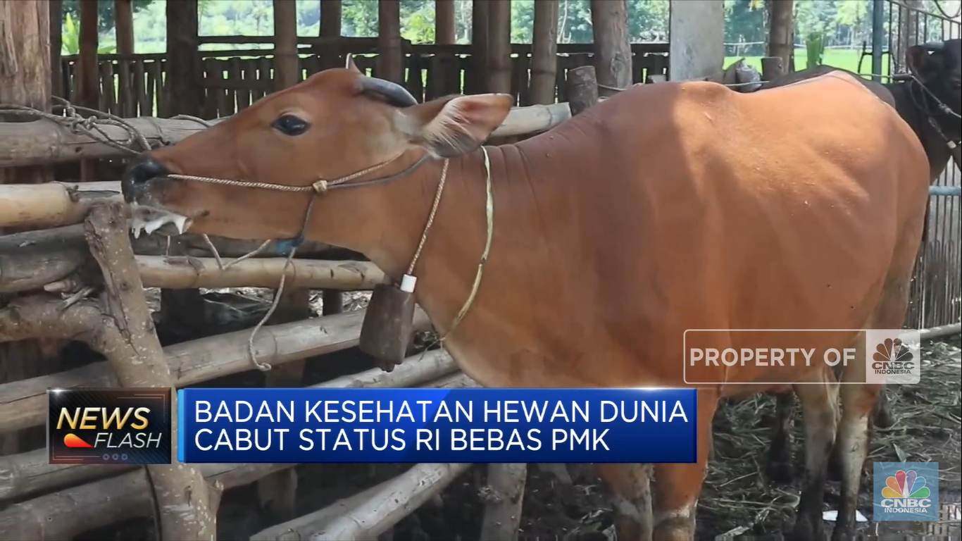 116 Sapi Terpapar PMK. Kementan Yakini Stok Daging Masih Aman