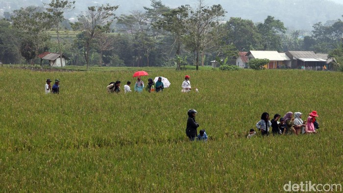 Prosesi pemakaman Emmeril Kahn Mumtadz (Eril) menarik perhatian publik. Tak sedikit warga yang melihat pemakaman jenazah Eril dari area persawahan. Ini fotonya.