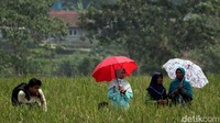 Prosesi pemakaman berlangsung khidmat dan haru.