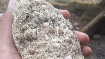 Menemukan fosil keong laut di pinggir pantai (Foto: Istimewa/Naro Grumala)