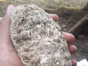 Benda Diduga Mirip Fosil Keong Laut Ditemukan di Majalengka