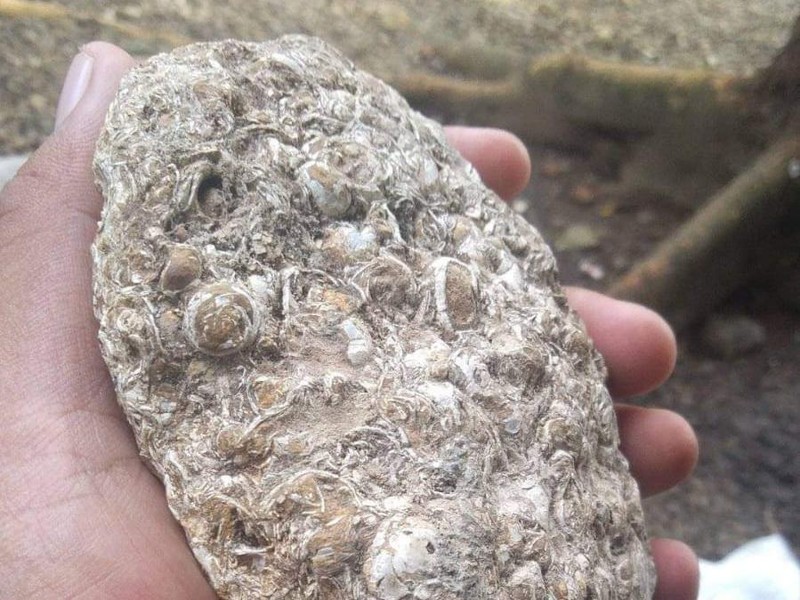 Benda diduga fosil keong laut