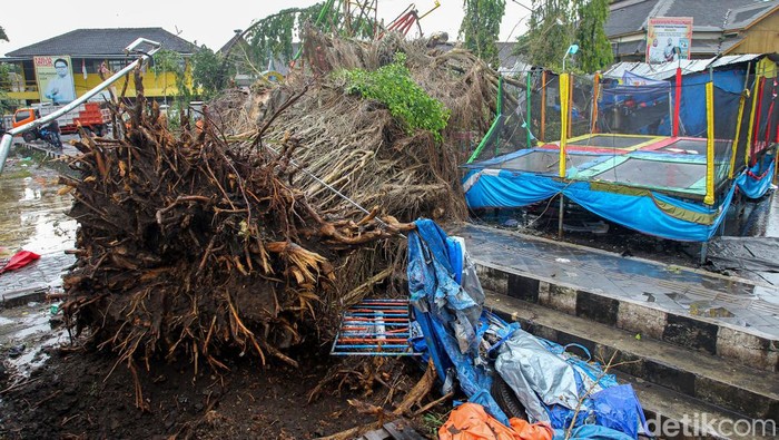 Bruk! Penampakan Pohon Beringin Tumbang di Sleman Yogyakarta Hujan deras disertai angin menyebabkan pohon beringin tumbang di Lapangan Denggung, Sleman, Yogyakarta. Diketahui, tak ada korban jiwa akibat pohon tumbang itu.